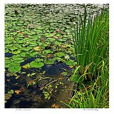 Water Lilies #1